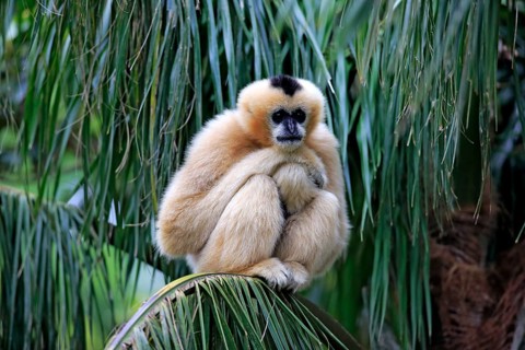 Northern White-cheeked Gibbon (Nomascus leucogenys)