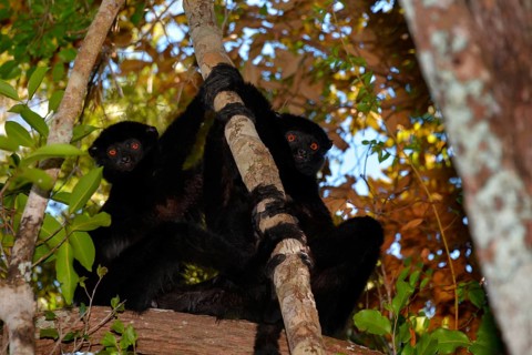 Perrier's sifakas (Propithecus perrieri)