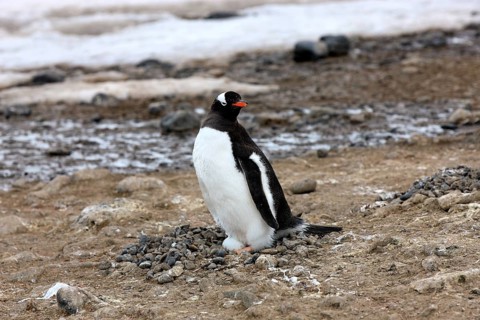 Gentoo Penguin (Pygoscelis papua)