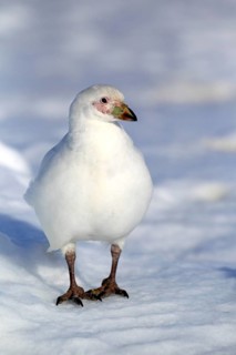 Snowy Sheathbill (Chionis alba)