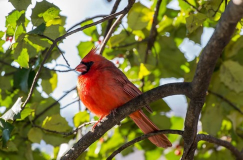 Northern Cardinal (cardinalis cardinalis)