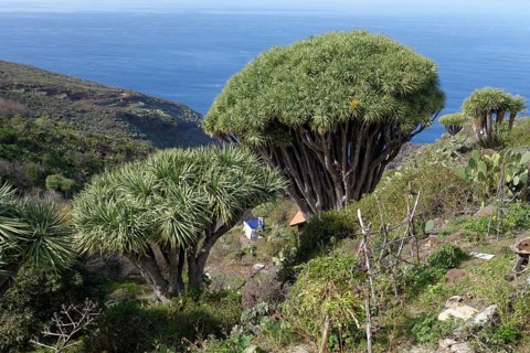 Canary Island Dragon Trees (Dracaena draco)