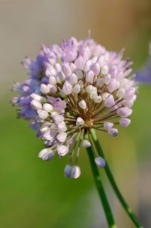 Chives (Allium montanum