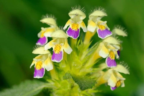 Edmonton Hempnettle or Large-flowered Hemp-nettle (Galeopsis speciosa)