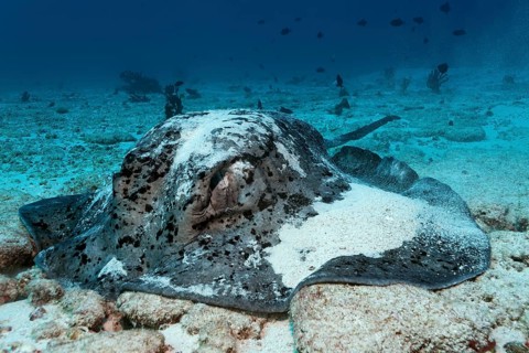 Black-spotted Stingray or Blotched Fantail Ray (Taeniura meyeni) feeding on the sandy sea bottom