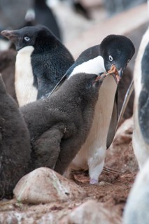 Adelie Penguin (Pygoscelis adeliae) feeding a chick