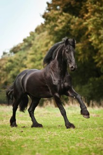 Friesian