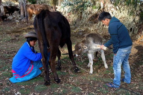 Teen milking a cow