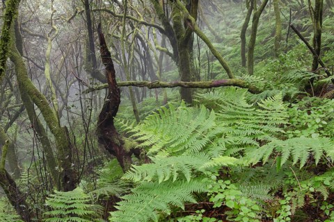 Fern growing in a cloud forest