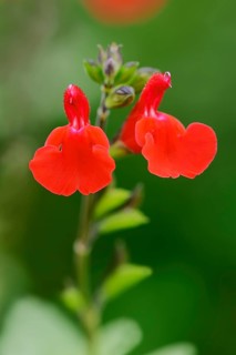 Baby Sage or Blackcurrant Sage (Salvia microphylla)