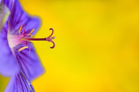Geranium flower (Geranium)