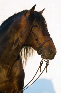 Andalusian Horse
