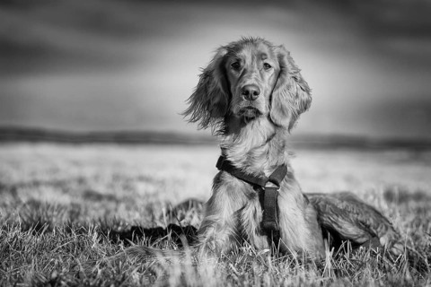 Irish Setter dog lying in a field