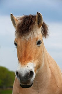 Norwegian Fjord Horse