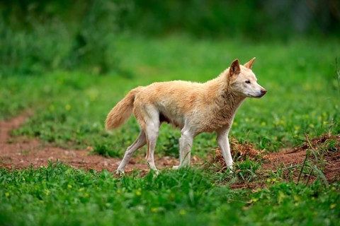 Dingo (Canis familiaris dingo)