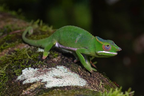 Chameleon (Furcifer timoni)