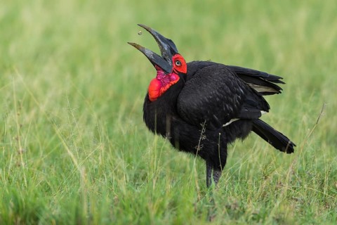 Southern ground hornbill (Bucorvus leadbeateri) catching beetle