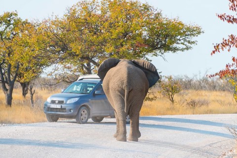 African Elephant (Loxodonta africana) standing in front of a vehicle in the road