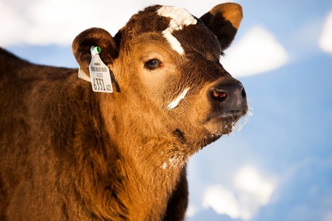 Calf in the snow