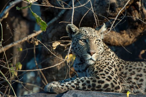 Leopard (Panthera pardus)