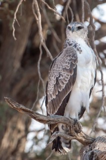 Young Martial Eagle (Polemaetus bellicosus)
