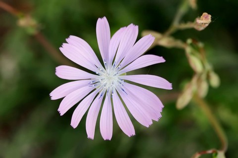 Blue Lettuce (Lactuca perennis)