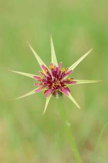 Purple Salsify or Goatsbeard (Tragopogon porrifolius)