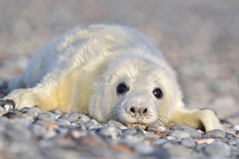 Grey Seal (Halichoerus grypus)