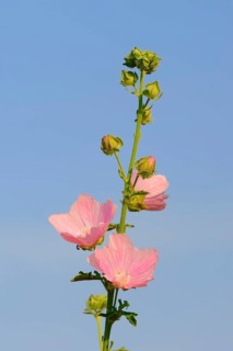 Greater Musk-mallow