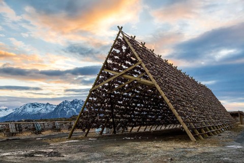 Cod stockfish on a drying rack