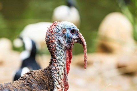 Wild Turkey (Meleagris gallopavo)