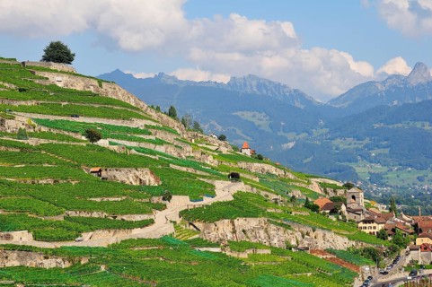Terraced vineyards with solitary trees