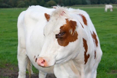 Red Holstein dairy cow on the pasture