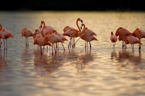 American flamingos (Phoenicopterus ruber)
