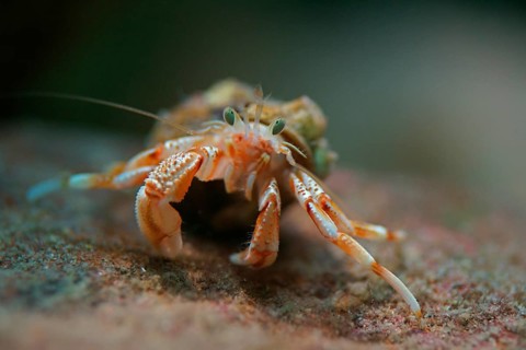 Common Hermit Crab (Pagurus bernhardus