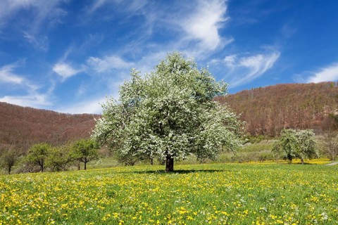 Fruit tree in blossom on a meadow in spring