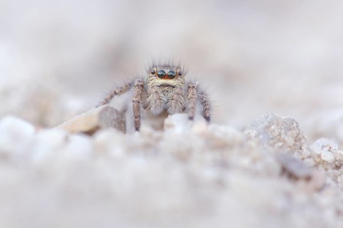 Gold eyes jumping spider (Philaeus chrysops)