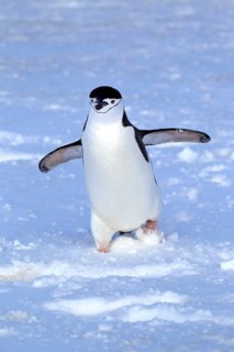 Chinstrap Penguin (Pygoscelis antarctica)