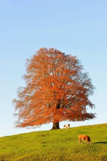 European Beech (Fagus sylvatica) in autumn