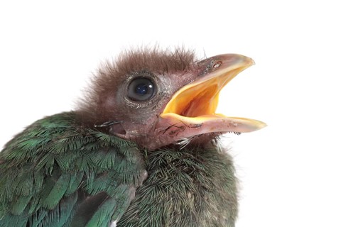 Green catbird (Ailuroedus crassirostris)