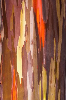 Coloured bark of a Eucalyptus Tree (Eucalyptus sp.)