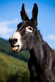 Donkey