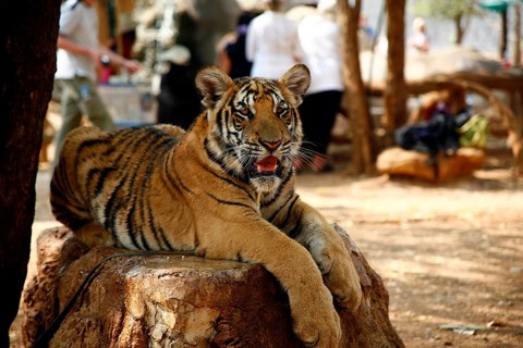 Tiger Temple or Wat Pa Luangta Bua