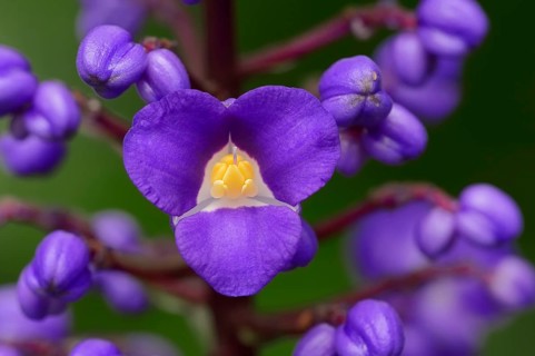 Flowering Bamboo or Blue Ginger (Dichorisandra thyrsiflora)