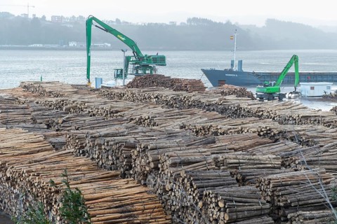 Logs of Tasmanian Blue Gum