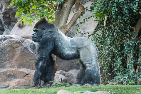 Silverback
