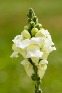 Garden Snapdragon or Common Snapdragon (Antirrhinum majus)