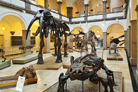 Muhldorfer Urelefant (Gomphotherium)