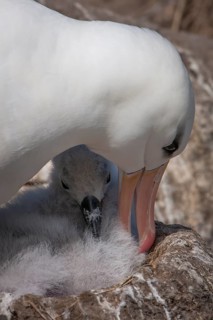 Black-browed Albatross or Black-browed Mollymawk (Thalassarche melanophris)