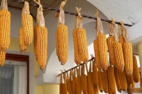 Corn cobs drying outside a farm house